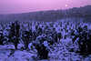 3027_Blau-rosa Stimmung in winterlichen Heidelandschaft Naturfoto in Dmmerung bei Sonnenuntergang