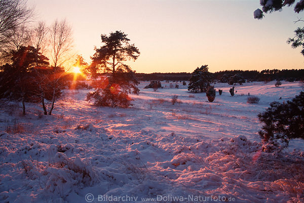 Winterlicher Sonnenuntergang Schnee Rotfarben in Heidelandschaft