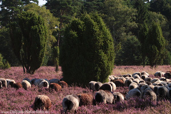 Schafherde in Heidelandschaft Naturfoto violett blhende Heide grasende Heidschnucken