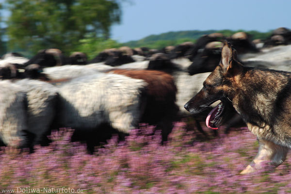 Wachhund Heideschfers Schafe Lauf Bewegung in Heideblte Landschaft