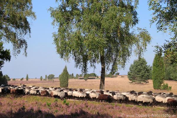 Schafzug durch die Heide Heidschnucken Schafe Foto auf Heideweg, Strasse ziehen