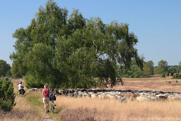 Fahrradfahrer bei Heidschnucken Heidelandschaft Schafherde Birke Wanderweg