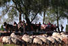 Heidschnuckenherde Schafe vor Pferdekutschen Touristen bei Heideschfer