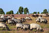 Schafe Heidelandschaft Naturfoto grasende Wolltiere in violett blhende Natur Grasland