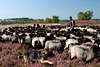 58657_Heideschfer mit Heidschnucken Herde und Hund bei Arbeit