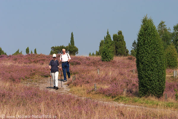 Nordic-Walking Wanderer in Heideblte Marsch mit Stcken gehen Senioren-Paar auf Naturpfad
