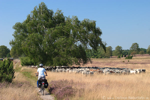 Radfahrer bei Schafherde in Heidelandschaft unter Birke Kutschen Wanderweg