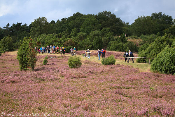 Heidelandschaft Wandergruppe am Bergpfad lila blühende Natur