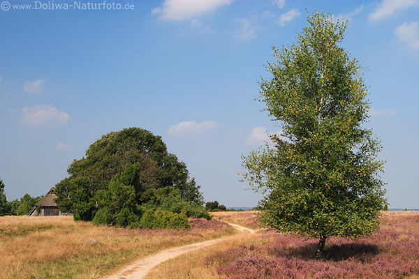 Heidpfad Wanderweg mit Schafstall Birkenbaum