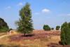 Heidpfad Wanderer Foto Paar Spaziergang in blhende Heide unterm Baum Naturbild
