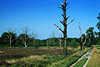 2563_Baumsterben in der Lüneburger Heide Foto, Naturschutzgebiet Bäume Wanderweg, Allee