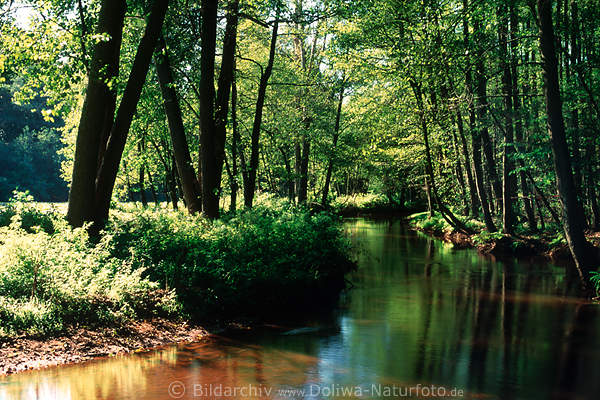 Bhme Frhling Wasserflur Naturfoto Flussbett grne Ufer Baumallee Grnbltter bei Soltau