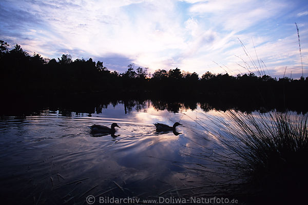 Pietzmoor Sumpfgelnde: Paar Enten in Wasserlandschaft Dmmerung nach Sonnenuntergang