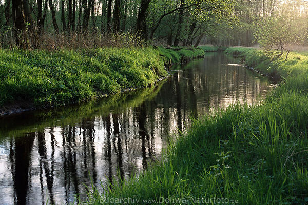 Bhme grner Fluss Abendstimmung, Heidelandschaft Gewsser, Flussbett, Frhling Naturbilder