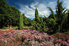 Kultivierte Heidekruter Bilder bunter Bltenpracht in Heidegarten Hpen mit Besucher in Gartenidylle