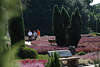 808674_ Hpener Garten Bnke Bild in farbigen Heidepflanzen, Heidebltenfest Besucher auf Parkwegen