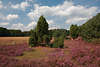 911795_Heidelandschaft Panorama Naturbild: Wacholder in violetten Heidekraut unter Schönwetterwolken