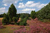 911799_Heidelandschaft Naturbild: violett Blütenteppich lila Heidesträucher+Wacholder unter Wolken