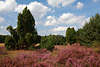 911801_Wacholder in violetten Heidelandschaft Naturbild: blühende Blütenpracht in Schönwolken