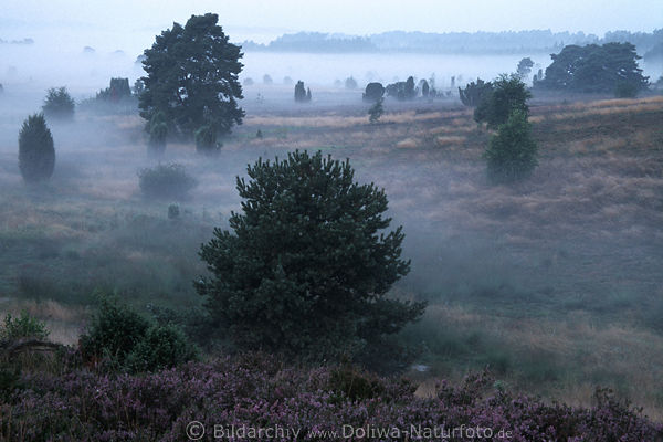 Heide-Nebelstimmung Tallandschaft in Morgendmmerung