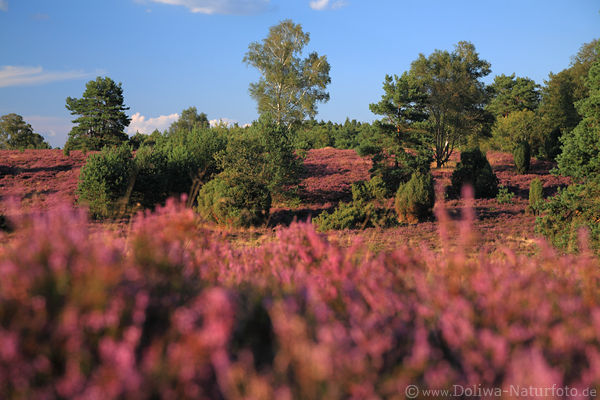Heideblte violett blhende Erika-Landschaft Farbdesign romantische Naturfoto Heath landscape