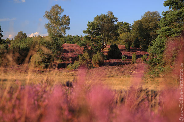 Heideblte Fotodesign Naturromantik abstrakt Bild lila blhende Landschaft violett verwischt