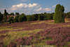1205811_Heideflchen violett blhende Landschaft Foto Wacholderbume Panorama Naturbild