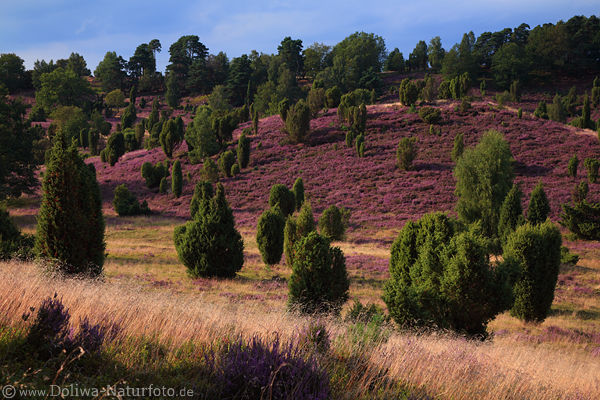 Heide-Naturblüte romantische Abendstimmung über Wacholde