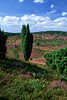 1066_ Totengrund Heideblte Foto bei Wilsede, Lneburger Heide Natur in Foto, Naturbild, Heidebild juniperus communis & calluna vulgaris