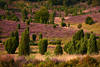 Heideblte im Talgrund Landschaft Fotokunst violette Hgel Wirrwarr Grnbume Naturbild