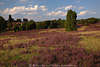 Heideflchen violett blhende Landschaft Panorama Naturbild