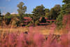 Heideblte Fotodesign Naturromantik abstrakt Bild lila blhende Landschaft violett verwisch