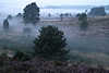 Heide-Nebelstimmung Dmmerung Naturbild