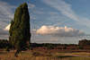 707506_ Wacholderheide ber Wolken & Heidelandschaft Naturfoto, Wacholder in Heide Natur Abendstimmung