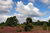 707573_ Lneburger Heidelandschaft Naturbild, Wolken ber grne Bume, Strucher und Heidepflanzen Bild