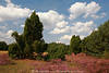 911804_Heidelandschaft violette Bltenpracht Naturbild: Erikastrucher vor Wacholder in Schnwolken x4