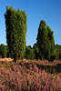 59260_Wacholder-Säulen Naturfoto Juniperus communis blühende Heidelandschaft blooming heath-landscape
