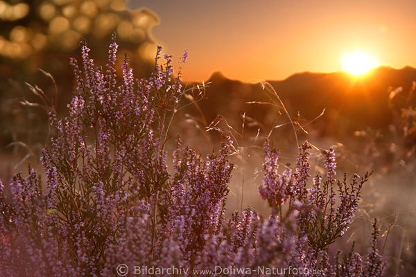 Erikablte lila Heidestrauch vor Sonnenuntergang orange Farben Naturfoto