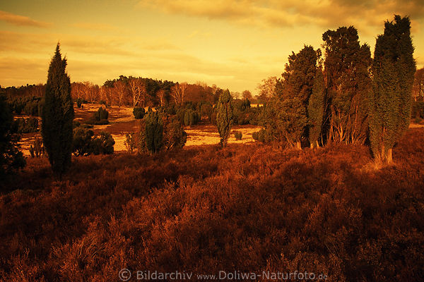 Heidelandschaft abendliche Goldstimmung Naturbild in Abendstunde Lneburger Naturschutzgebiet