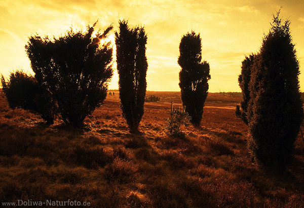 Goldstimmung Gegenlicht ber Heide-Wacholder Silhouetten Sonnenuntergang Naturfoto