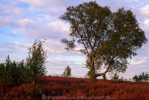 Heide Baum in Wind purpur Wolken bei Sonnenurtergang nah Dhle Lneburger Naturbild