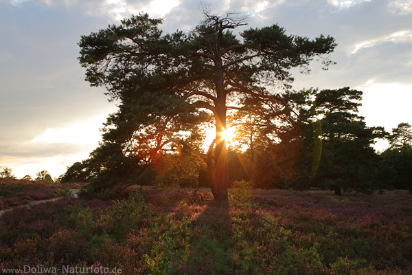 Heidebild Sonnenuntergang Lichtstern im Baum romantische Abendstimmung Naturfoto