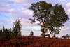 Heide Baum in Wind purpur Wolken Foto bei Sonnenurtergang nah Dhle Lneburger Naturschutzgebiet