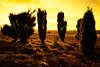 2320_Goldstimmung Gegenlicht ber Heide-Wacholder Silhouetten Sonnenuntergang Naturfoto