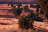 2323 Heidegrser Purpurfarben in Abendlicht Naturfoto lilarot Stimmung mit Wacholder Struchern