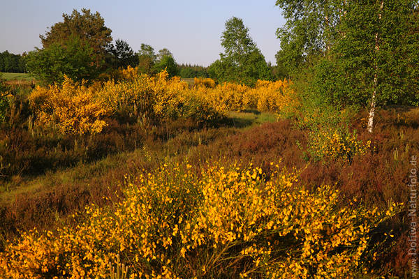 Ginsterblte Frhjahrsblhen Naturfoto gelbe Wildblumenlandschaft Lneburgerheide