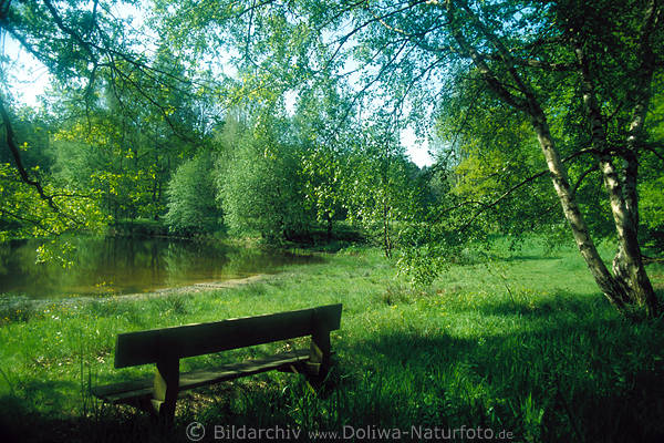 Mai, frisches Grün, Frühlingsgefühle, Naturidyll am Teich, Bank, Birke, Frühjahr Naturbild