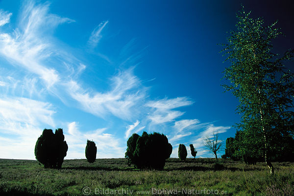 Wilde Wolken verweht in Wind über Heidelandschaft Wacholder, grüne Birke, blauer Himmel