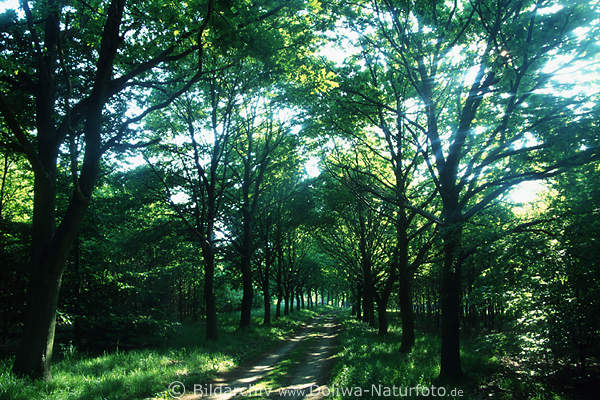 Verwischte Baumallee abstrakt Foto, Lichteinfall Saum, Frhling Bltterallee Naturbild