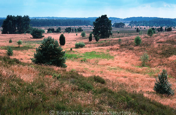 Lneburgerheide Grasland Naturpanorama